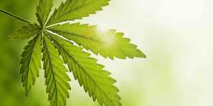HowToBuildLinksToIncreaseTrafficAndPageRankForYourWebsite Power Cannabis Websites cannabis websites