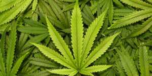 IncreaseWebsiteExposureWithForumMarketing Power Cannabis Websites cannabis websites