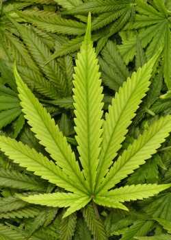  cannabis websites