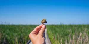 ListBuilding101HowToMakeMoneyOnlineUsingYourList Power Cannabis Websites cannabis websites