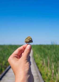  cannabis websites