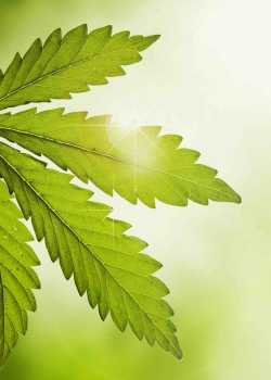  cannabis websites