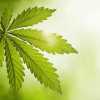  cannabis websites